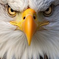 Eagle's Gaze - A Captivating Closeup of a Bald Eagle