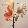 Lily Flowers