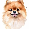 Pomeranian Puppy Portrait